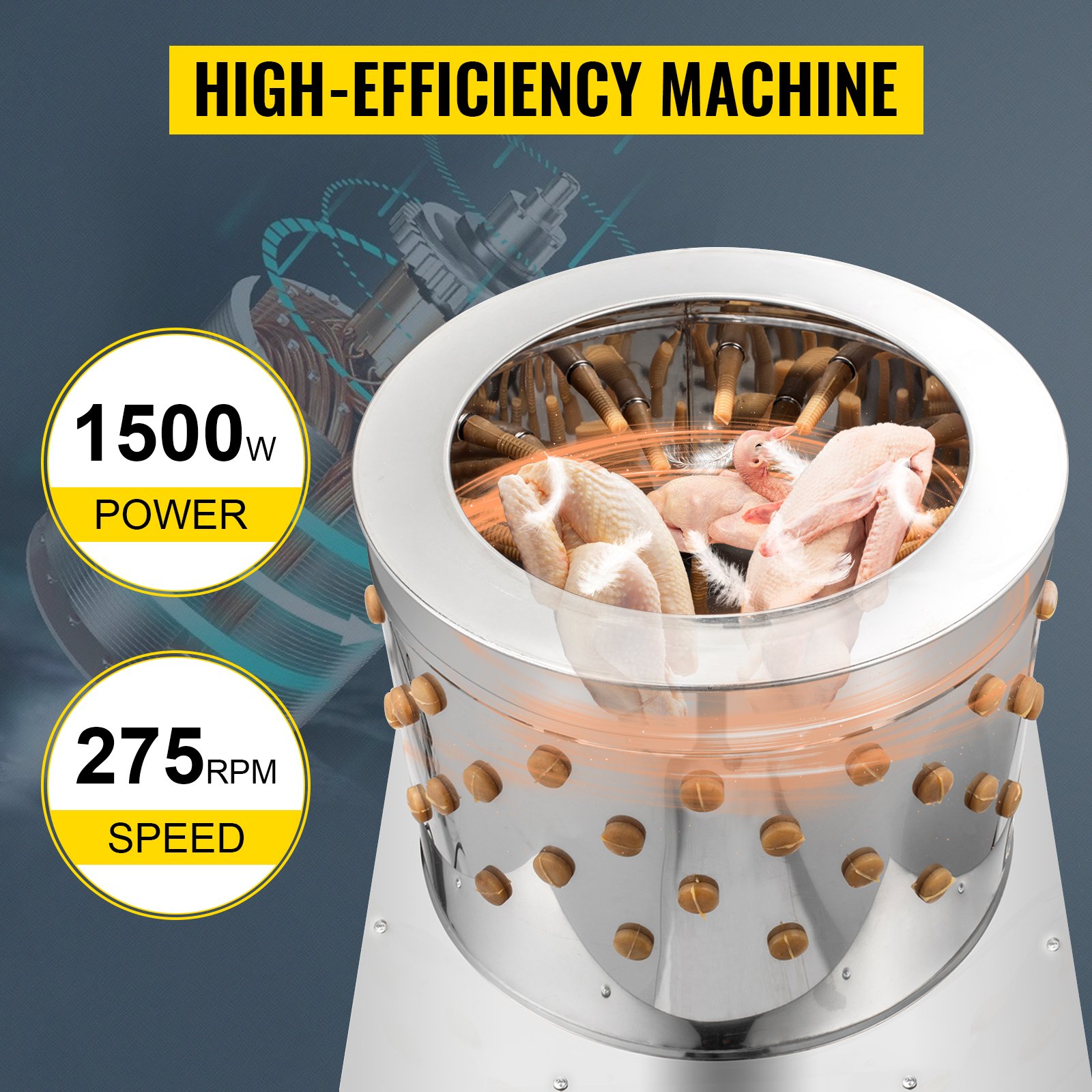 hàng hậu và độ của gà đá hàng hậu và độ của gà đá