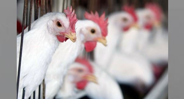 gà cắt cựa bao lâu thì đá được