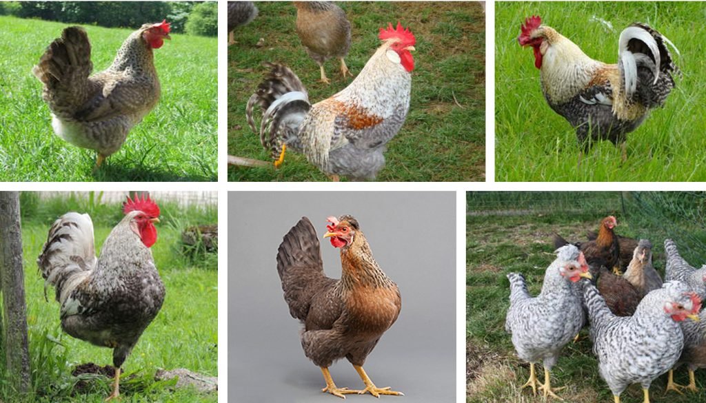 xem đá gà bịp,Phát hiện và Phòng ngừa Xem Đá Gà Bịp: Cách Đảm Bảo Kinh Nghiệm Chơi An Toàn xem đá gà bịp,Phát hiện và Phòng ngừa Xem Đá Gà Bịp: Cách Đảm Bảo Kinh Nghiệm Chơi An Toàn