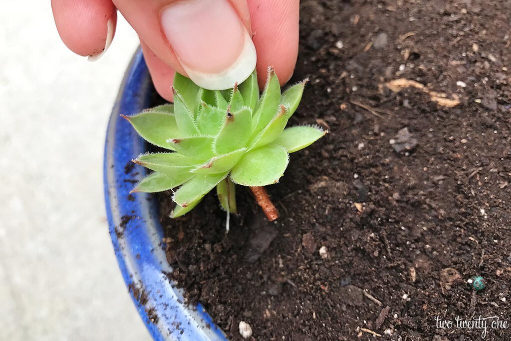 gà ngủ kiểu gì đá hay,Điều tra về “Gà ngủ kiểu gì đá?” – Một bài viết đặc biệt về gà ngủ gà ngủ kiểu gì đá hay,Điều tra về “Gà ngủ kiểu gì đá?” – Một bài viết đặc biệt về gà ngủ
