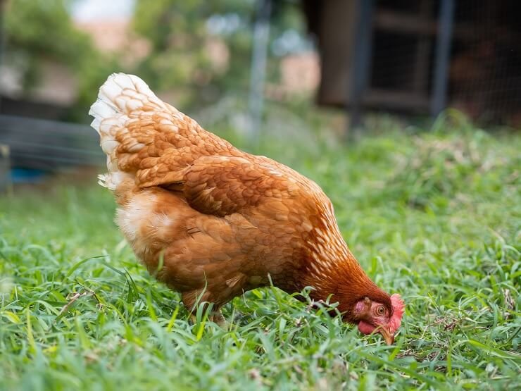 trực tiếp đá gà campuchia ngày hôm nay trực tiếp đá gà campuchia ngày hôm nay