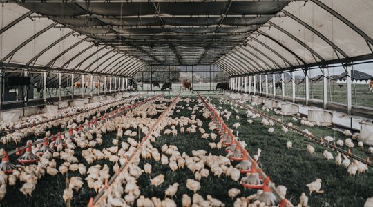 xem đá gà cựa sắt hôm nay,Độ C Giới Thiệu Bài Viết: Xem Đá Gà Cựa Sắt Hôm Nay xem đá gà cựa sắt hôm nay,Độ C Giới Thiệu Bài Viết: Xem Đá Gà Cựa Sắt Hôm Nay