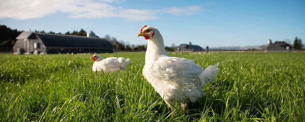 gbài hat gà đcùng mẹ chớ hoià đá nhau gbài hat gà đcùng mẹ chớ hoià đá nhau