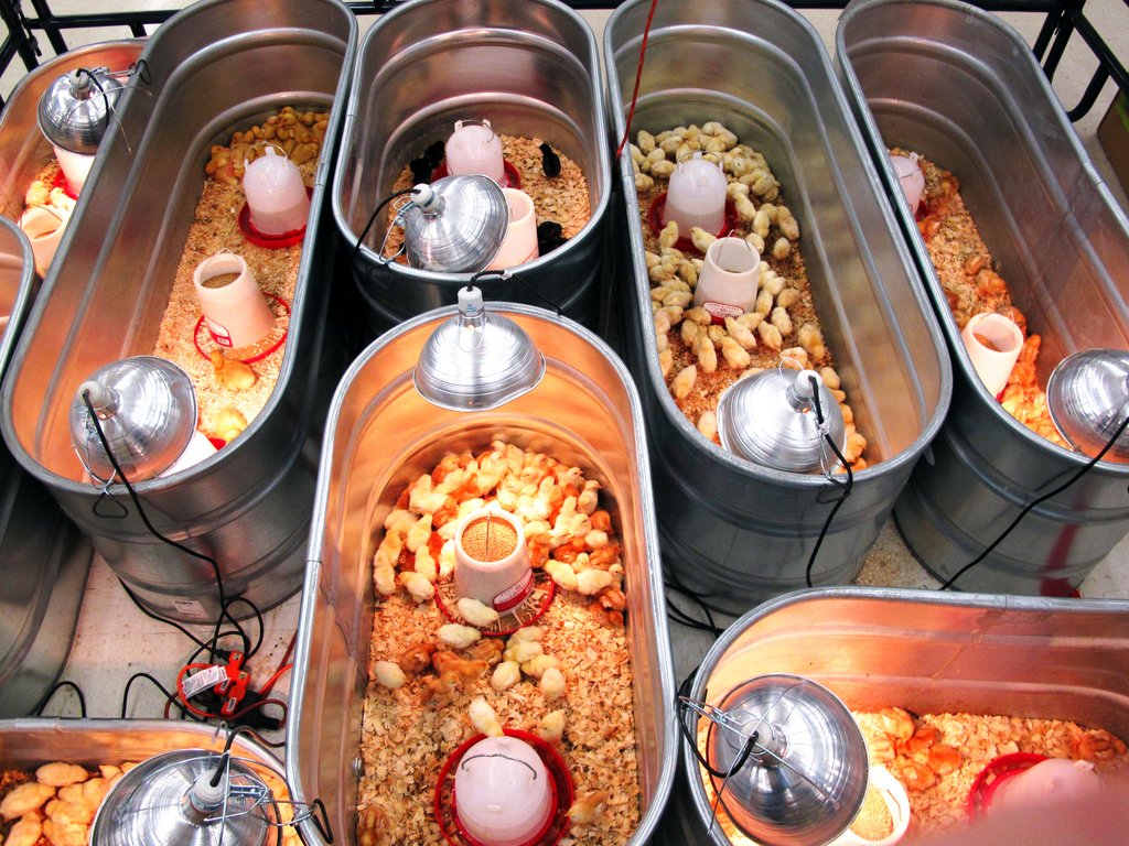 đá gà cựa sắt miền tây nam 2019 đá gà cựa sắt miền tây nam 2019