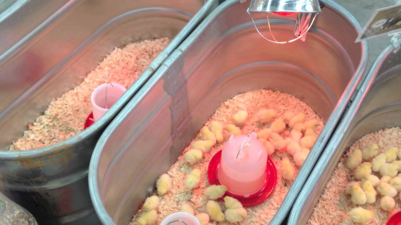 bán gà đá ở bến tre bán gà đá ở bến tre