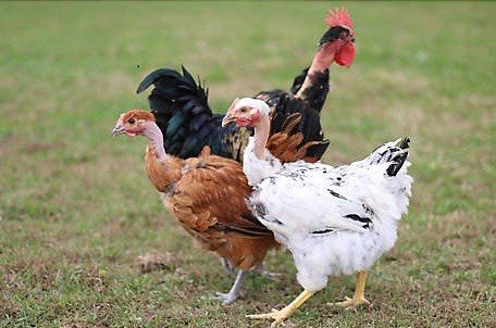 thịt gà ngâm nước đá bảo quản lạnh thịt gà ngâm nước đá bảo quản lạnh