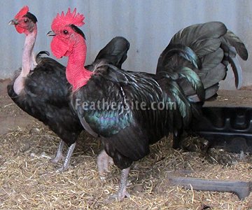 sách xem tướng gà đá cựa sắt,Giải Mã Tướng Gà Đá Cựa Sắt: Bí Quyết Thắng Lợi Trong Cuộc Đấu sách xem tướng gà đá cựa sắt,Giải Mã Tướng Gà Đá Cựa Sắt: Bí Quyết Thắng Lợi Trong Cuộc Đấu