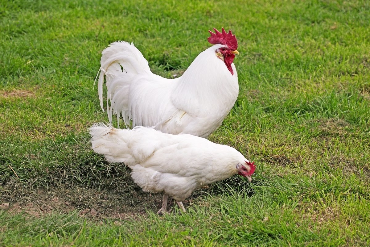 cách chăm sóc gà đá độ cách chăm sóc gà đá độ