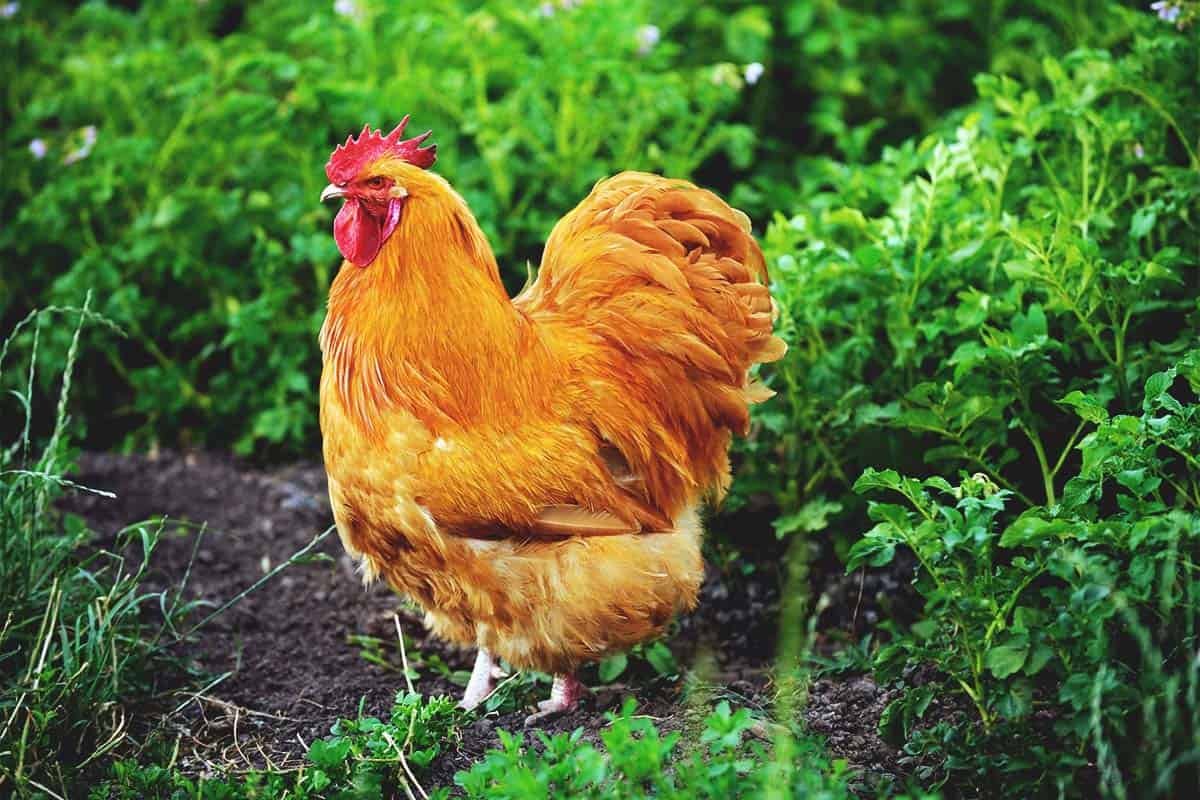gà đá lắc mặt gà đá lắc mặt