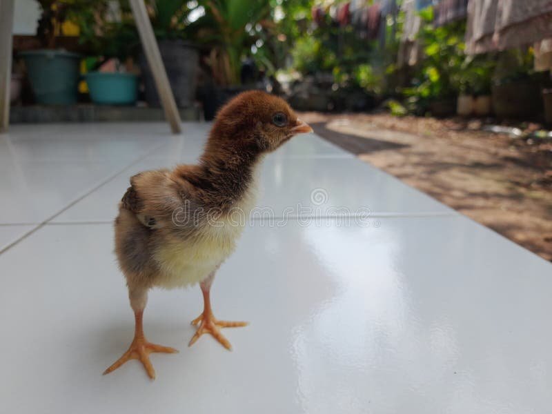 xem đá gà đòn tuyệt mới,Đá Gà Đòn Tuyệt Mới: Cách Chọn và Kỹ Năng Đá Gà Hiệu Quả xem đá gà đòn tuyệt mới,Đá Gà Đòn Tuyệt Mới: Cách Chọn và Kỹ Năng Đá Gà Hiệu Quả