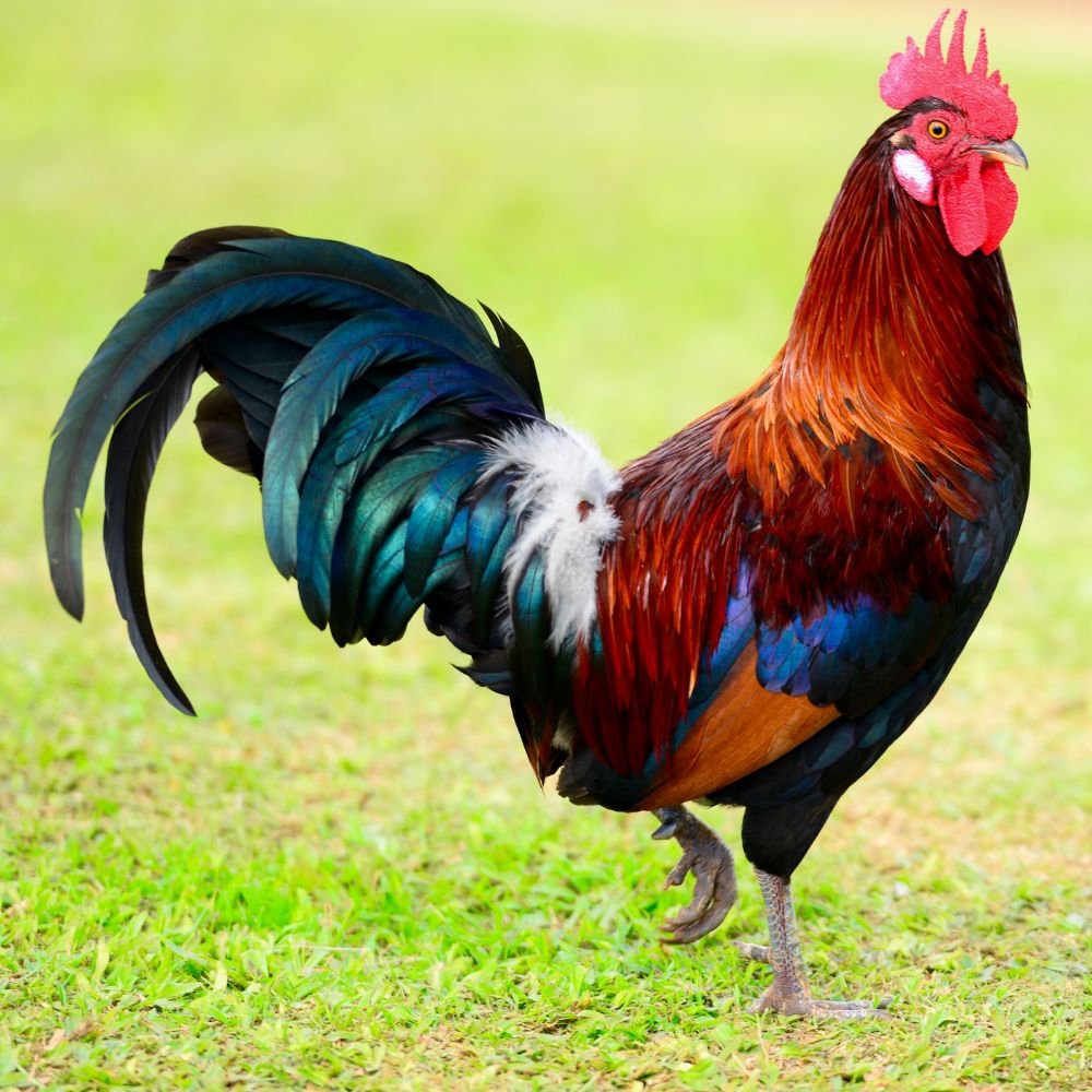máng ăn cho gà đá máng ăn cho gà đá
