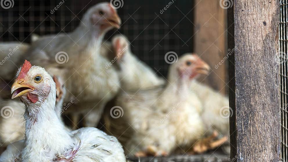 đá gà độc đá gà độc