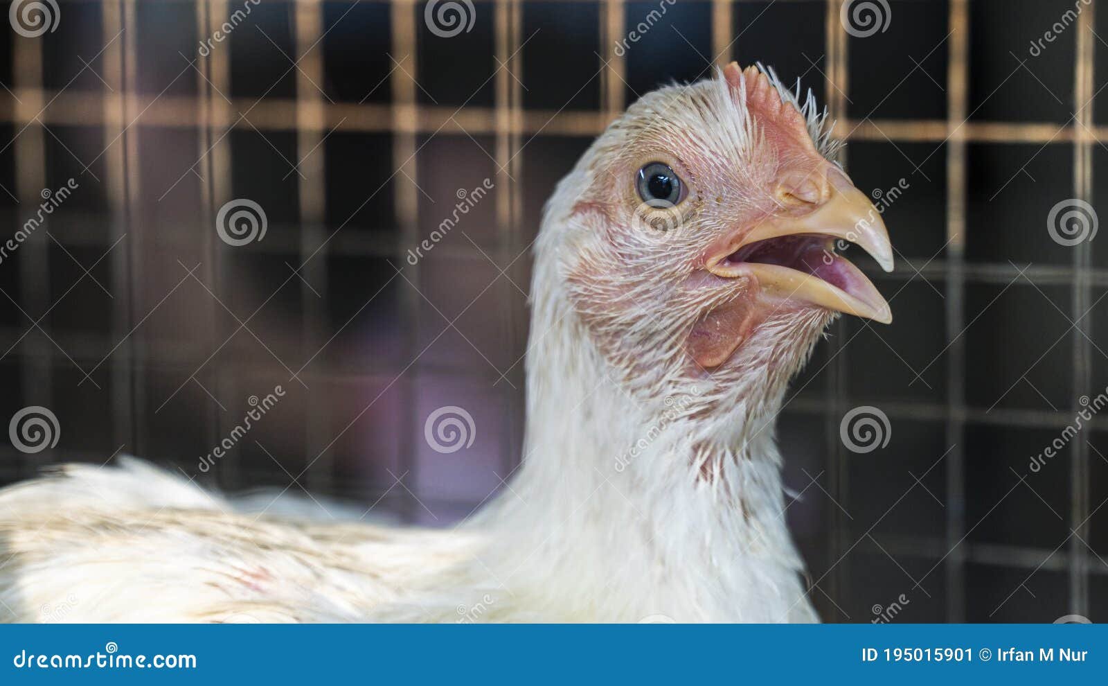 đá gà mỹ trực tuyến đá gà mỹ trực tuyến