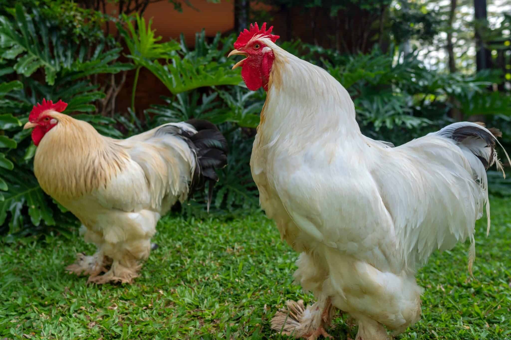 đá gà thomo hôm nay,Giới thiệu đá gà thomo hôm nay,Giới thiệu