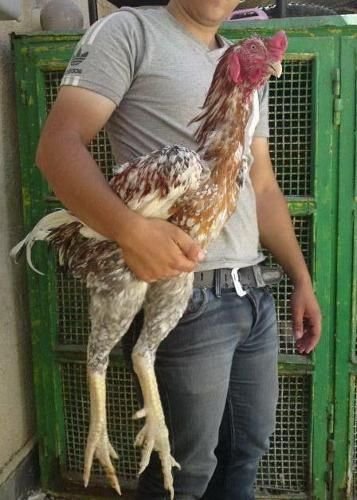 đá gà cựa sắt trực tuyến,Đá gà cựa sắt trực tuyến: Một Sự Kết Hợp Độc Đáo của Trò Chơi và Công Nghệ đá gà cựa sắt trực tuyến,Đá gà cựa sắt trực tuyến: Một Sự Kết Hợp Độc Đáo của Trò Chơi và Công Nghệ
