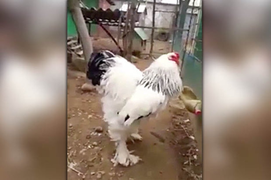 xem đá gà trực tiếp trên mạng hôm nay,Giới Thiệu Chi Tiết Độ C: Xem Đá Gà Trực Tiếp Trên Mạng Hôm Nay xem đá gà trực tiếp trên mạng hôm nay,Giới Thiệu Chi Tiết Độ C: Xem Đá Gà Trực Tiếp Trên Mạng Hôm Nay