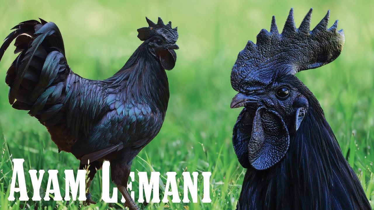 cách đổ gà đá hay,Cách Đổ Gà Đá Hạt: Hướng Dẫn Chi Tiết và Kinh Nghiệm cách đổ gà đá hay,Cách Đổ Gà Đá Hạt: Hướng Dẫn Chi Tiết và Kinh Nghiệm