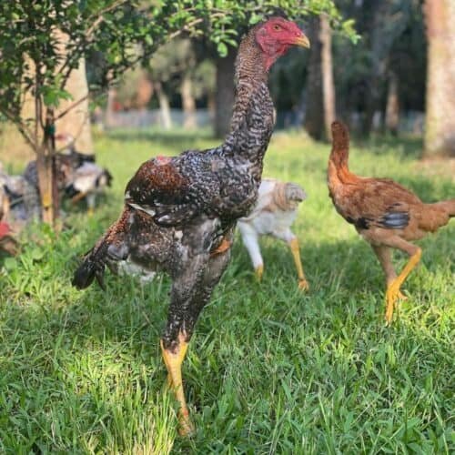 trực tiếp gà đá thomo 26 7 trực tiếp gà đá thomo 26 7