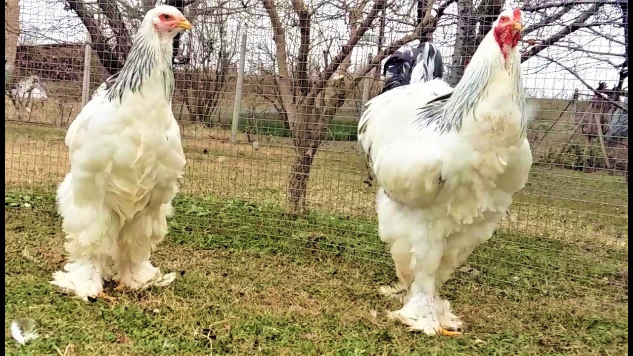 đá gà tre mới nhất thomo,Đá gà tre mới nhất: Thomo – Thứ hai, một cuộc chiến không thể bỏ lỡ đá gà tre mới nhất thomo,Đá gà tre mới nhất: Thomo – Thứ hai, một cuộc chiến không thể bỏ lỡ