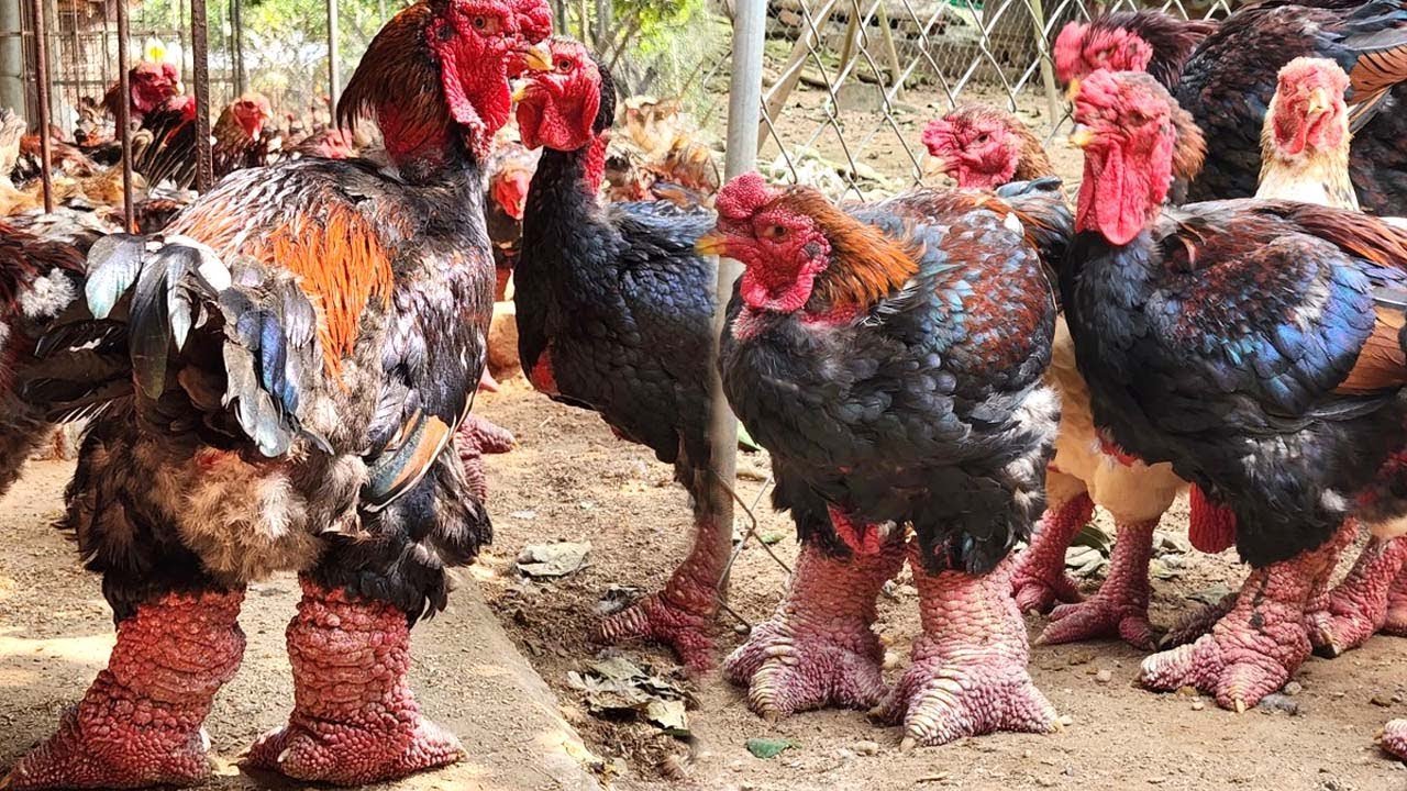 đá gà cựa sắt mới nhất 2018,Đá gà cựa sắt mới nhất 2018: Thứ hai chi tiết độ c giới thiệu đá gà cựa sắt mới nhất 2018,Đá gà cựa sắt mới nhất 2018: Thứ hai chi tiết độ c giới thiệu