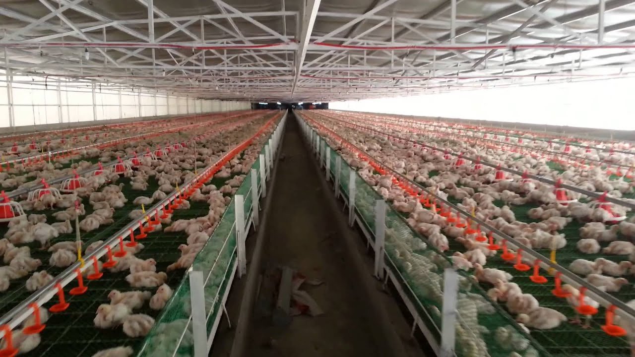 đá gà trường vĩnh hội đông đá gà trường vĩnh hội đông