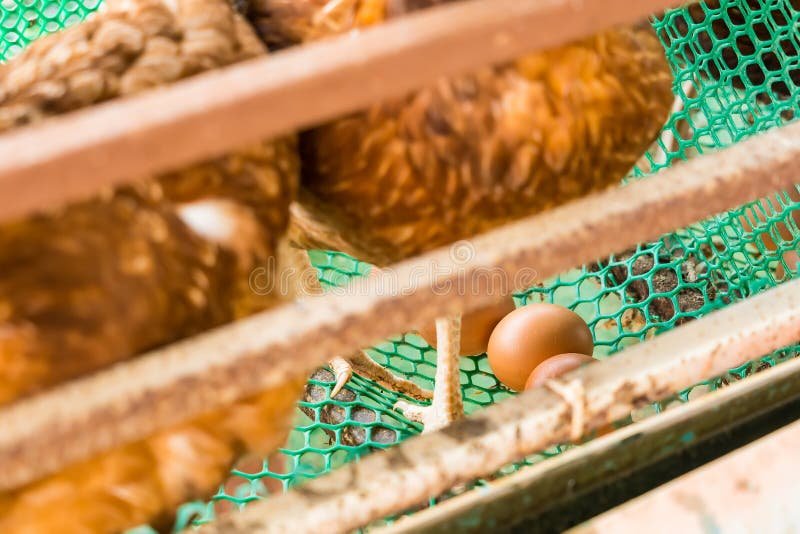 Khám phá trại gà danh tiếng tại Bình Dương: Nét độc đáo và bí quyết chọn giống